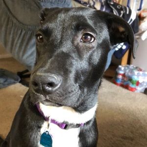 Meet your Posher, Amber